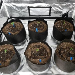 seedlings-were-just-put-in-pots-and-watered-sm.jpg