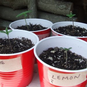 first seedlings may 29.jpg