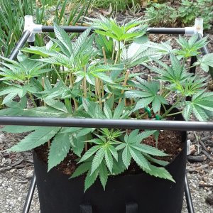 Space Grow 01 June 2022 Donatra.jpg