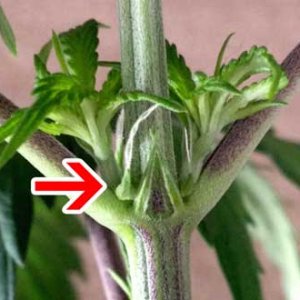 female-preflowers-cannabis-sm.jpg