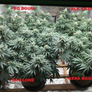 Bubblegumtent 6-2-22 F33 labels.jpg