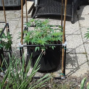 Space Grow 02 June 2022 1.jpg