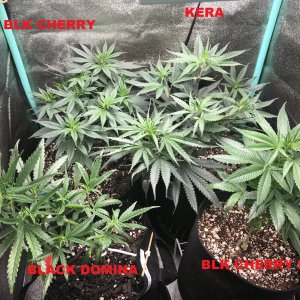 Clone tent 6-5-22 Dot 24.jpg