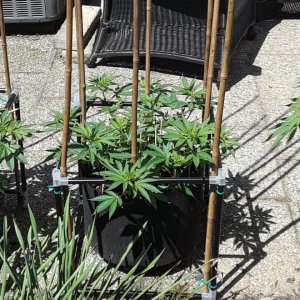 Space Grow 05 June 2022.jpg