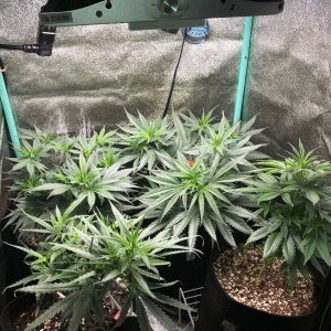 Clones 6-7-22 Dot 26.jpg