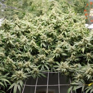 HMW Day 48 flower (11).JPG