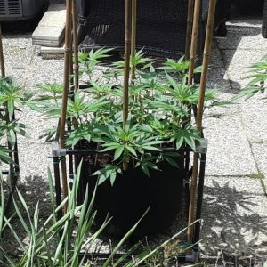 Space Grow 08 June 2022.jpg