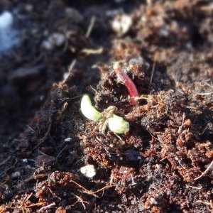 Northern Lights seedling.JPG