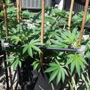 Space Grow 11 June 2022 Donatra.jpg