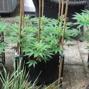 Space Grow 12 June 2022.jpg