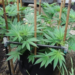 Space Grow 12 June 2022 Donatra.jpg