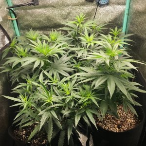 Clone Tent II 6-12-22 F3.jpg