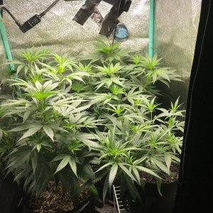 Clone tent 6-5-22 F6.jpg