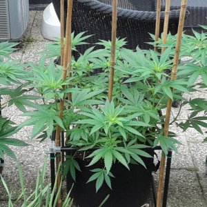 Space Grow 15 June 2022.jpg