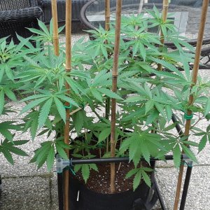 Space Grow 15 June 2022 Ebony.jpg