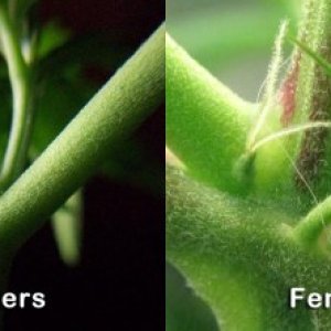 male-female-preflowers.jpg