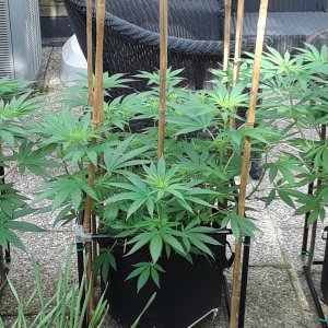 Space Grow 16 June 2022.jpg