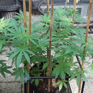 Space Grow 16 June 2022 Ebony.jpg