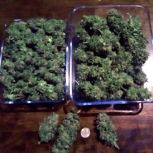 trimmed_CBD_buds1.jpg