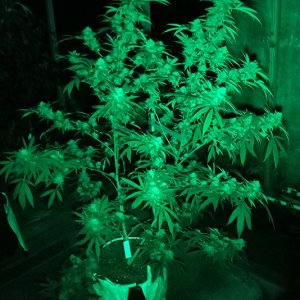 CBD_yield_greenlight1.jpg