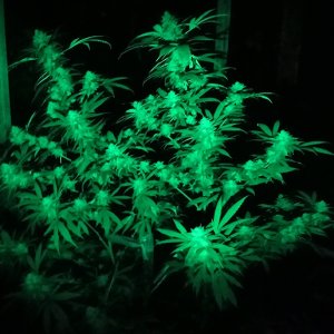 CBD_yield_greenlight2.jpg