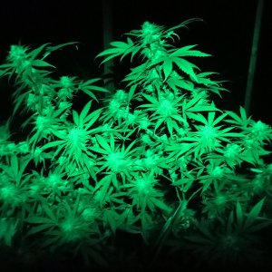 CBD_yield_greenlight3.jpg