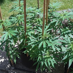 Space Grow 17 June 2022 Ebony 1.jpg