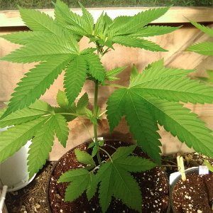 CBD_seedling1.jpg