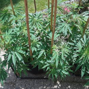 Space Grow 20 June 2022 Ebony 1.jpg