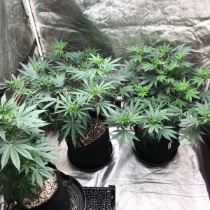 Clones 6-21-22 F12.jpg