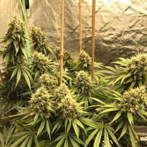 Kera bgum 6-21-22 F52 buds.jpg