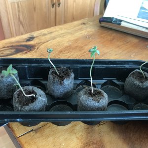 MD Seedlings in Peat Pods.jpeg