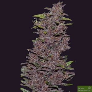 auto-northern-lights-x-pakistan-chitral-kush-5-autoflowering-feminised-cannabis-seeds.jpg