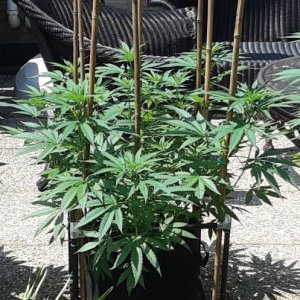 Space Grow 22 June 2022.jpg