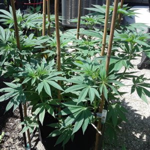 Space Grow 22 June 2022 Donatra.jpg