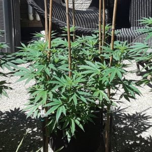 Space Grow 24 June 2022.jpg