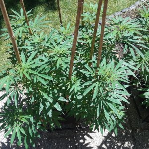 Space Grow 24 June 2022 Ebony 1.jpg