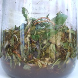 fermented dandelion elixer.jpg