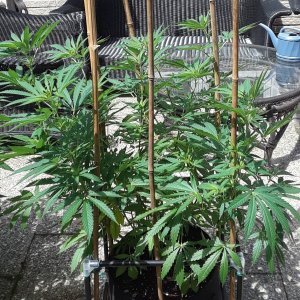 Space Grow 27 June 2022 Ebony a.jpg