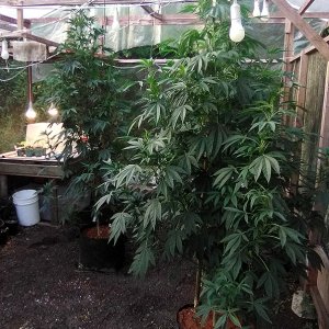 gelato_veg_house1.jpg