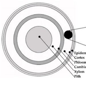 cannabis_stem_cross_section1.jpg