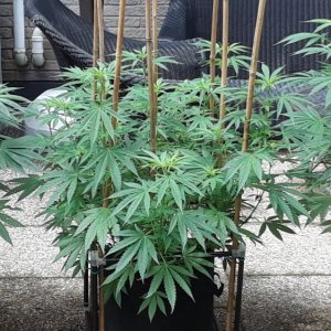 Space Grow 29 June 2022.jpg