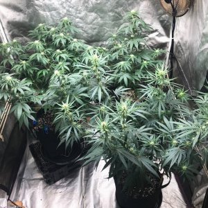 Dotted clones 6-30-22 F21.jpg