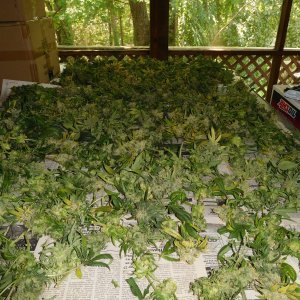 HMW Day 70 Harvest (12).JPG