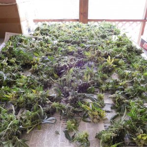 HMW Day 70 Harvest (13).JPG