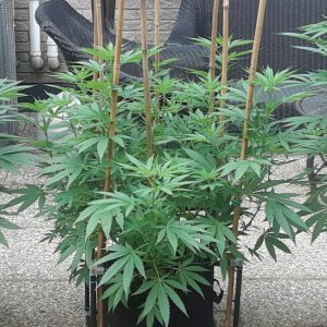 Space Grow 01 July 2022.jpg