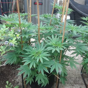 Space Grow 01 July 2022 Donatra.jpg