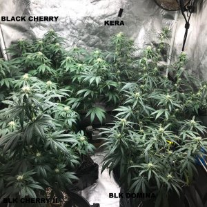 Clones 7-2-22 F23 labels.jpg