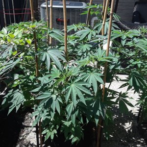 Space Grow 02 July 2022 Donatra.jpg