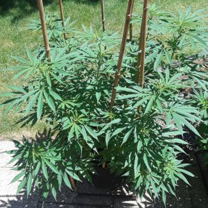 Space Grow 02 July 2022 Ebony 1.jpg